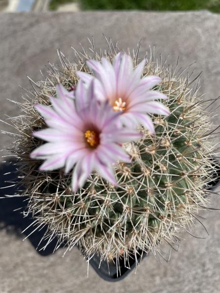 Gymnocactus paileanum L1035